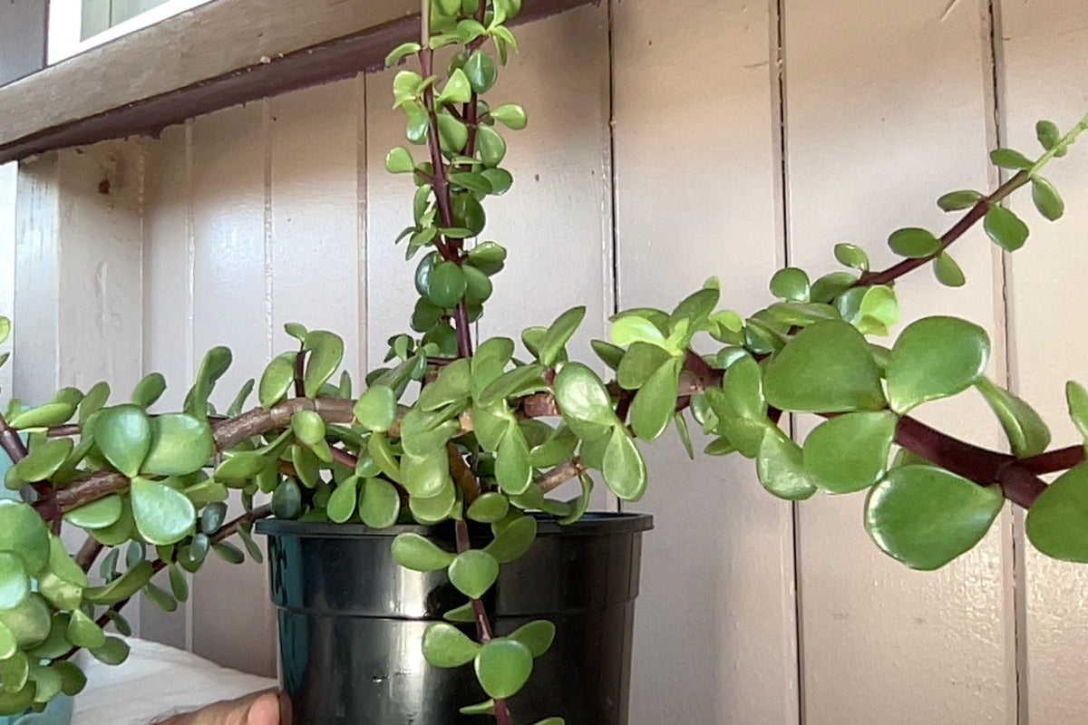 Plants for Sale