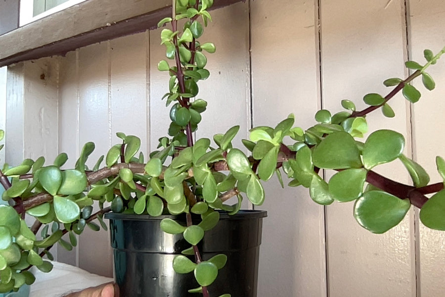 Plants for Sale